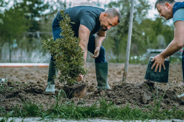 Best Root Management and Removal  in Edgefield, SC