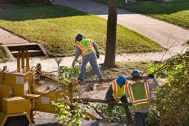 Best Tree Disease Treatment  in Edgefield, SC
