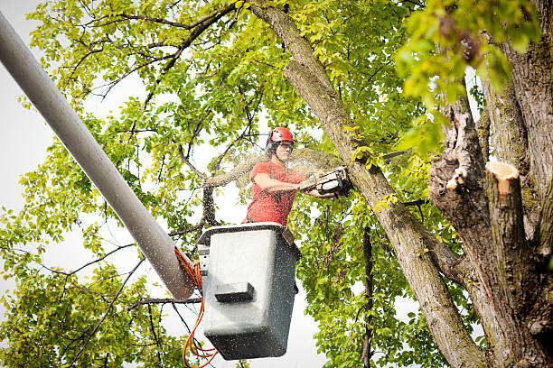 Best Leaf Removal  in Edgefield, SC